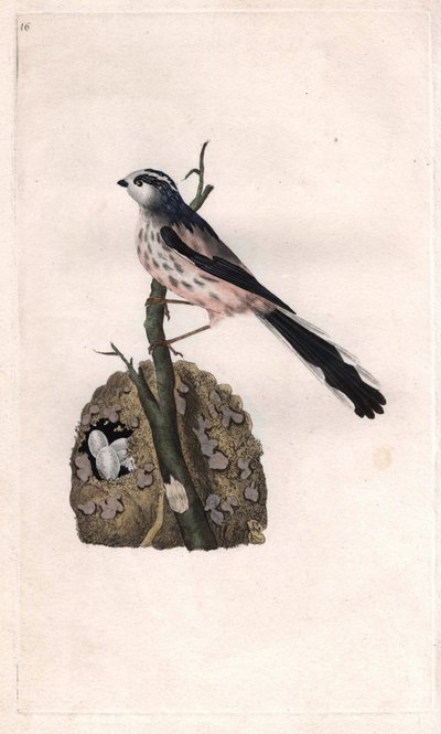 Mesange له ذيل طويل. Aegithalos caudatus (باروس كوداتوس). نقش على النحاس بواسطة إدوارد دونوفان (1768-1837) ، نُشر في التاريخ الطبيعي للطيور البريطانية ، لندن بواسطة إدوارد دونوفان