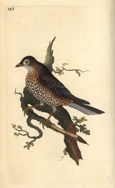 سلاق الضباب ، Turdus viscivorus. لوح نحاسي ملون يدويًا رسمه ونقشه إدوارد دونوفان من كتابه "التاريخ الطبيعي للطيور البريطانية" ، لندن بواسطة إدوارد دونوفان