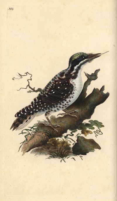 نقار الخشب الشمالي ثلاثي الأصابع. Picoides tridactylus. لوح نحاسي ملون يدويًا رسمه ونقشه إدوارد دونوفان من كتابه "التاريخ الطبيعي للطيور البريطانية" ، لندن بواسطة إدوارد دونوفان