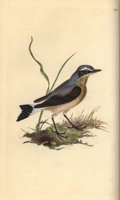 القمح الشمالي ، Oenanthe oenanthe. لوح نحاسي ملون يدويًا رسمه ونقشه إدوارد دونوفان من كتابه "التاريخ الطبيعي للطيور البريطانية" ، لندن بواسطة إدوارد دونوفان