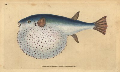 البخاخ المحيطي ، Lagocephalus lagocephalus (سمكة الكرة الأرضية النجمية ، Tetrodon stellatus). لوح نحاسي ملون يدويًا رسمه ونقشه إدوارد دونوفان من كتابه "التاريخ الطبيعي للأسماك البريطانية" ، دونوفان وإف سي و ج. بواسطة إدوارد دونوفان