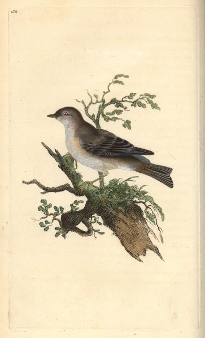 الدخلة Orphean ، Sylvia hydrtensis ، أو أكبر pettyc ربما. لوح نحاسي ملون يدويًا رسمه ونقشه إدوارد دونوفان من كتابه "التاريخ الطبيعي للطيور البريطانية" ، لندن بواسطة إدوارد دونوفان