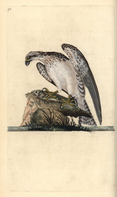 Osprey ، Pandion haliaetus ، يقف على سمكة تم صيدها. لوح نحاسي ملون يدويًا رسمه ونقشه إدوارد دونوفان من كتابه "التاريخ الطبيعي للطيور البريطانية" ، لندن بواسطة إدوارد دونوفان