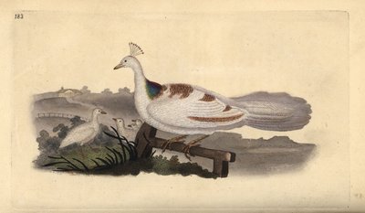 قدم الطاووس ، Pavo cristatus ، أنثى مع صغارها. لوح نحاسي ملون يدويًا رسمه ونقشه إدوارد دونوفان من كتابه "التاريخ الطبيعي للطيور البريطانية" ، لندن بواسطة إدوارد دونوفان