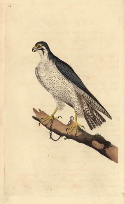 صقر الشاهين ، Falco peregrinus ، مقيد بالسلاسل إلى فرع. لوح نحاسي ملون يدويًا رسمه ونقشه إدوارد دونوفان من كتابه "التاريخ الطبيعي للطيور البريطانية" ، لندن بواسطة إدوارد دونوفان