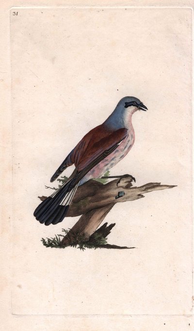 فطيرة grieche ecorcheur. لانيوس كولوريو. نقش على النحاس بواسطة إدوارد دونوفان (1768-1837) ، نُشر في التاريخ الطبيعي للطيور البريطانية ، لندن بواسطة إدوارد دونوفان