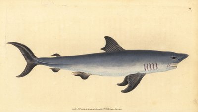 Porbeagle ، Lamna nasus. غير حصين. (القرش البوربيجل ، Squalus cornubicus). لوح نحاسي ملون يدويًا رسمه ونقشه إدوارد دونوفان من كتابه "التاريخ الطبيعي للأسماك البريطانية" ، دونوفان وإف سي و ج. بواسطة إدوارد دونوفان