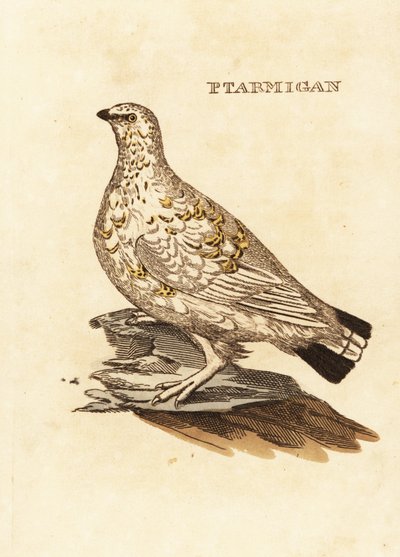 طيهوج Ptarmigan أو لعبة بيضاء ، Lagopus lagopus بواسطة إدوارد دونوفان