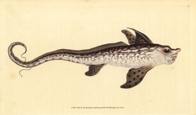 أرنب أو وحش البحر ، Chimaera monstrosa. بالقرب هددت. لوح نحاسي ملون يدويًا رسمه ونقشه إدوارد دونوفان من كتابه التاريخ الطبيعي للأسماك البريطانية دونوفان وف. و ج. ريفينغتون ، لندن بواسطة إدوارد دونوفان