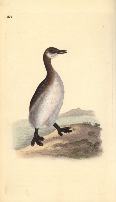 جريب أحمر العنق (أنثى) ، Podiceps grisegena. لوح نحاسي ملون يدويًا رسمه ونقشه إدوارد دونوفان من كتابه "التاريخ الطبيعي للطيور البريطانية" ، لندن بواسطة إدوارد دونوفان