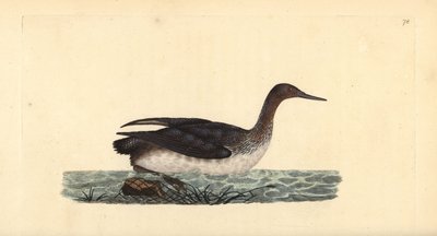 لون أحمر الحلق أو غطاس ، غافيا ستيلاتا. لوح نحاسي ملون يدويًا رسمه ونقشه إدوارد دونوفان من كتابه "التاريخ الطبيعي للطيور البريطانية" ، لندن بواسطة إدوارد دونوفان