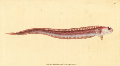 سمكة العصابة الحمراء ، Cepola macrophthalma (أسماك الشريط الأحمر ، Cepola rubescens). لوح نحاسي ملون يدويًا رسمه ونقشه إدوارد دونوفان من كتابه "التاريخ الطبيعي للأسماك البريطانية" ، دونوفان وإف سي وجيه. ريفينغتون ، لندن بواسطة إدوارد دونوفان