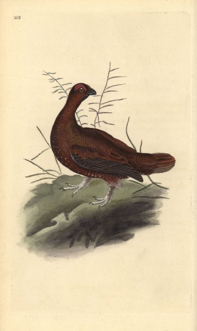 طيهوج أحمر ، Lagopus lagopus scotica. لوح نحاسي ملون يدويًا رسمه ونقشه إدوارد دونوفان من كتابه "التاريخ الطبيعي للطيور البريطانية" ، لندن بواسطة إدوارد دونوفان