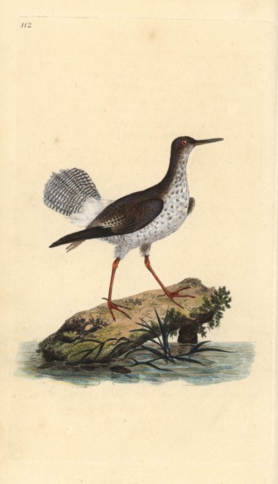 عرقوب حمراء ، Tringa totanus. لوح نحاسي ملون يدويًا رسمه ونقشه إدوارد دونوفان من كتابه "التاريخ الطبيعي للطيور البريطانية" ، لندن بواسطة إدوارد دونوفان