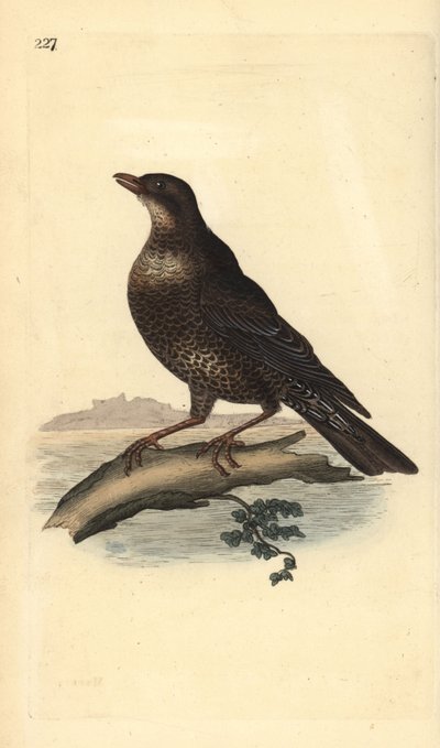 حلقة ouzel (أنثى) ، Turdus torquatus. لوح نحاسي ملون يدويًا رسمه ونقشه إدوارد دونوفان من كتابه "التاريخ الطبيعي للطيور البريطانية" ، لندن بواسطة إدوارد دونوفان