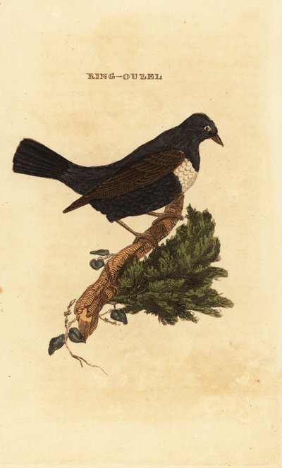 حلقة ouzel ، Turdus torquatus بواسطة إدوارد دونوفان