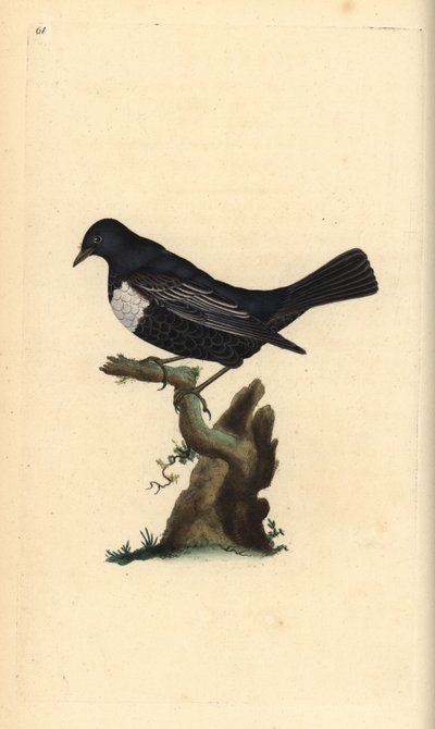 حلقة ouzel ، Turdus torquatus. لوح نحاسي ملون يدويًا رسمه ونقشه إدوارد دونوفان من كتابه "التاريخ الطبيعي للطيور البريطانية" ، لندن بواسطة إدوارد دونوفان