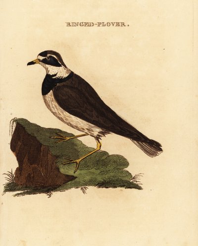 الزقزاق الحلقية ، Charadrius hiaticula بواسطة إدوارد دونوفان