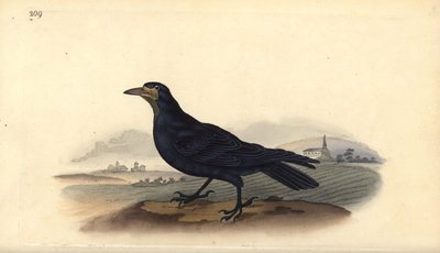 الرخ ، كورفوس frugilegus. لوح نحاسي ملون يدويًا رسمه ونقشه إدوارد دونوفان من كتابه "التاريخ الطبيعي للطيور البريطانية" ، لندن بواسطة إدوارد دونوفان