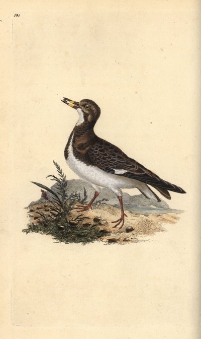 Ruddy Turnstone ، Arenaria يفسر. لوح نحاسي ملون يدويًا رسمه ونقشه إدوارد دونوفان من كتابه "التاريخ الطبيعي للطيور البريطانية" ، لندن بواسطة إدوارد دونوفان