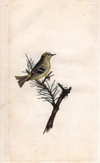 روب الملك. Regulus regulus (Motacilla regulus). نقش على النحاس بواسطة إدوارد دونوفان (1768-1837) ، نُشر في التاريخ الطبيعي للطيور البريطانية ، لندن بواسطة إدوارد دونوفان