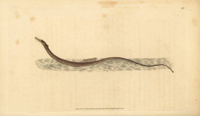 Sargassum pipefish أو أسماك الأنابيب السطحية. لوح نحاسي ملون يدويًا رسمه ونقشه إدوارد دونوفان من كتابه "التاريخ الطبيعي للأسماك البريطانية" ، دونوفان وإف سي و ج. بواسطة إدوارد دونوفان