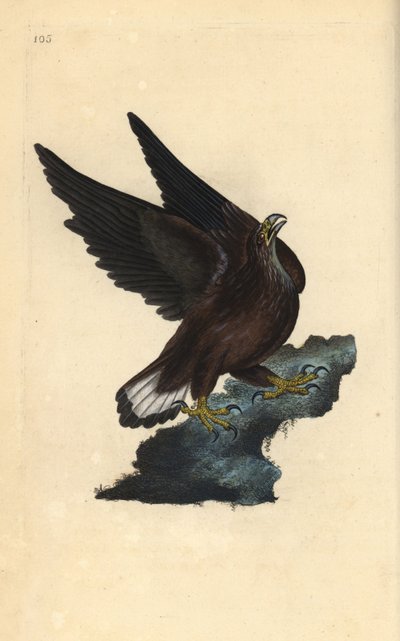 نسر البحر Haliaeetus albicilla. لوح نحاسي ملون يدويًا رسمه ونقشه إدوارد دونوفان من كتابه "التاريخ الطبيعي للطيور البريطانية" ، لندن بواسطة إدوارد دونوفان