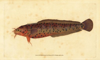 صخرة الشاطئ ، Gaidropsarus mediterraneus (سمك القد ذو اللحى الثلاثة أو الصخور ، Gadus tricirratus). لوح نحاسي ملون يدويًا رسمه ونقشه إدوارد دونوفان من كتابه "التاريخ الطبيعي للأسماك البريطانية" ، دونوفان وإف سي و ج. بواسطة إدوارد دونوفان