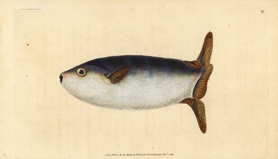 سمكة الشمس النحيلة ، Ranzania laevis (أسماك الشمس المقطوعة ، Tetrodon truncatus). لوح نحاسي ملون يدويًا رسمه ونقشه إدوارد دونوفان من كتابه "التاريخ الطبيعي للأسماك البريطانية" ، دونوفان وإف سي و ج. بواسطة إدوارد دونوفان