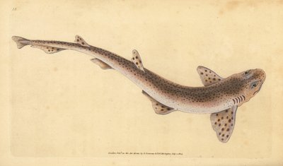 القرش الصغير المرقط ، Scyliorhinus canicula (القرش الأصغر المبقع ، Squalus catulus). لوح نحاسي ملون يدويًا رسمه ونقشه إدوارد دونوفان من كتابه "التاريخ الطبيعي للأسماك البريطانية" ، دونوفان وإف سي و ج. بواسطة إدوارد دونوفان