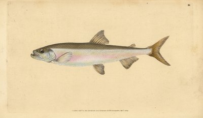 Smelt ، Osmerus eperlanus (Salmo eperlanus). لوح نحاسي ملون يدويًا رسمه ونقشه إدوارد دونوفان من كتابه "التاريخ الطبيعي للأسماك البريطانية" ، دونوفان وإف سي و ج. بواسطة إدوارد دونوفان