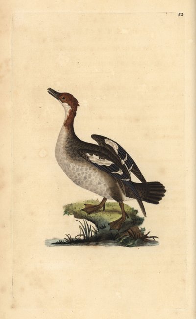 Smew ، Mergellus albellus ، أنثى. لوح نحاسي ملون يدويًا رسمه ونقشه إدوارد دونوفان من كتابه "التاريخ الطبيعي للطيور البريطانية" ، لندن بواسطة إدوارد دونوفان