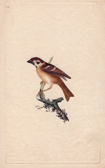 عصفور. تمر مونتانوس. نقش على النحاس بواسطة إدوارد دونوفان (1768-1837) ، نُشر في التاريخ الطبيعي للطيور البريطانية ، لندن بواسطة إدوارد دونوفان