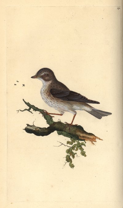 صائد الذباب المرقط ، Muscicapa striata. لوح نحاسي ملون يدويًا رسمه ونقشه إدوارد دونوفان من كتابه "التاريخ الطبيعي للطيور البريطانية" ، لندن بواسطة إدوارد دونوفان