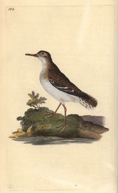 الرمل المرقط ، Actitis macularia. لوح نحاسي ملون يدويًا رسمه ونقشه إدوارد دونوفان من كتابه "التاريخ الطبيعي للطيور البريطانية" ، لندن بواسطة إدوارد دونوفان