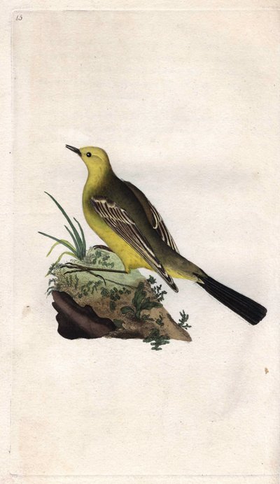 ذعرة الربيع. موتاسيلا فلافا. نقش على النحاس بواسطة إدوارد دونوفان (1768-1837) ، نُشر في التاريخ الطبيعي للطيور البريطانية ، لندن بواسطة إدوارد دونوفان