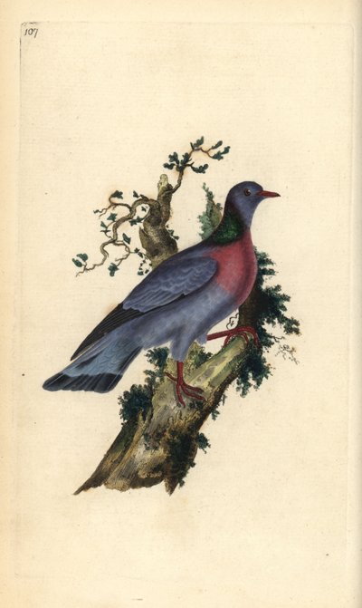 حمامة أو حمامة ، Columba oenas. لوح نحاسي ملون يدويًا رسمه ونقشه إدوارد دونوفان من كتابه "التاريخ الطبيعي للطيور البريطانية" ، لندن بواسطة إدوارد دونوفان