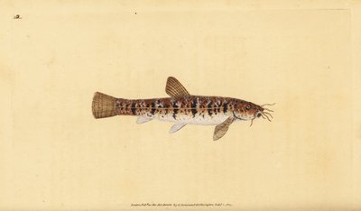 لوش الحجر ، بارباتولا بارباتولا (مكان الملتحي ، Cobitis barbatula). لوح نحاسي ملون يدويًا رسمه ونقشه إدوارد دونوفان من كتابه "التاريخ الطبيعي للأسماك البريطانية" ، دونوفان وإف سي و ج. بواسطة إدوارد دونوفان