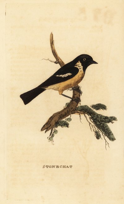 Stonechat ، Saxicola rubicola بواسطة إدوارد دونوفان