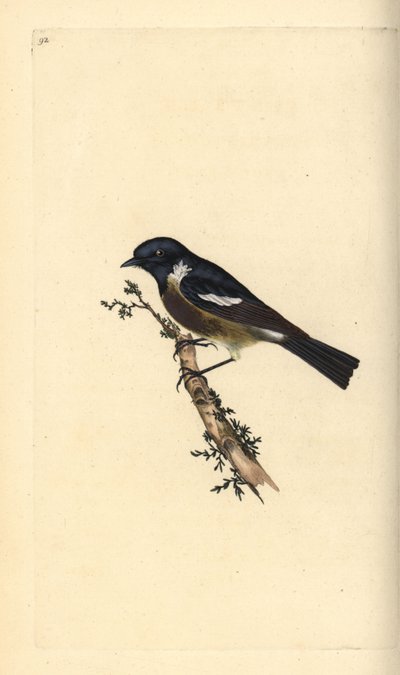 Stonechat ، Saxicola rubicola. لوح نحاسي ملون يدويًا رسمه ونقشه إدوارد دونوفان من كتابه "التاريخ الطبيعي للطيور البريطانية" ، لندن بواسطة إدوارد دونوفان