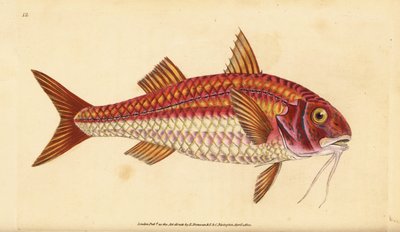 البوري الأحمر المخطط ، Mullus surmuletus. لوح نحاسي ملون يدويًا رسمه ونقشه إدوارد دونوفان من كتابه "التاريخ الطبيعي للأسماك البريطانية" ، دونوفان وإف سي وجيه. ريفينغتون ، لندن بواسطة إدوارد دونوفان