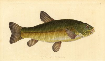 تنش ، تينكا تينكا (Cyprinus tinca). لوح نحاسي ملون يدويًا رسمه ونقشه إدوارد دونوفان من كتابه "التاريخ الطبيعي للأسماك البريطانية" ، دونوفان وإف سي و ج. بواسطة إدوارد دونوفان
