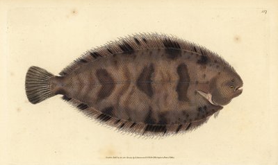 نعل سميك ، نوع Microchirus (وحيد متنوع ، Pleuronectes variegatus). لوح نحاسي ملون يدويًا رسمه ونقشه إدوارد دونوفان من كتابه "التاريخ الطبيعي للأسماك البريطانية" ، دونوفان وإف سي و ج. بواسطة إدوارد دونوفان