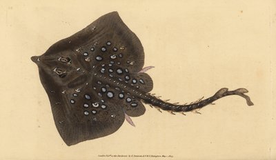 تزلج Thornback ، رجا كلافاتا. بالقرب هددت. لوح نحاسي ملون يدويًا رسمه ونقشه إدوارد دونوفان من كتابه "التاريخ الطبيعي للأسماك البريطانية" ، دونوفان وإف سي و ج. بواسطة إدوارد دونوفان