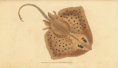تزلج Thornback ، رجا كلافاتا. بالقرب هددت. راي خشن ، رجا روبس. لوح نحاسي ملون يدويًا رسمه ونقشه إدوارد دونوفان من كتابه "التاريخ الطبيعي للأسماك البريطانية" ، دونوفان وإف سي و ج. بواسطة إدوارد دونوفان
