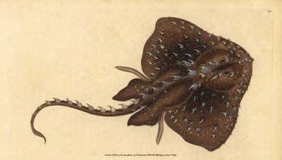 تزلج شائك ، Amblyraja radiata (Starry ray ، Raja radiata). غير حصين. لوح نحاسي ملون يدويًا رسمه ونقشه إدوارد دونوفان من كتابه التاريخ الطبيعي للأسماك البريطانية دونوفان وف. و ج. ريفينغتون ، لندن بواسطة إدوارد دونوفان