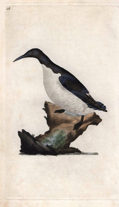توريل موريليت. Uria aalge (Colymbus troile). نقش على النحاس بواسطة إدوارد دونوفان (1768-1837) ، نُشر في التاريخ الطبيعي للطيور البريطانية ، لندن بواسطة إدوارد دونوفان