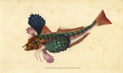 حوض غورنارد ، Chelidonichthys lucerna (Sappharine gurnard ، Trigla hirundo). لوح نحاسي ملون يدويًا رسمه ونقشه إدوارد دونوفان من كتابه "التاريخ الطبيعي للأسماك البريطانية" ، دونوفان وإف سي و ج. بواسطة إدوارد دونوفان