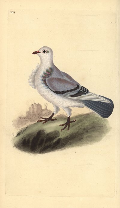 حمامة Turbit ، Columba livia domestica var. تربتا. لوح نحاسي ملون يدويًا رسمه ونقشه إدوارد دونوفان من كتابه "التاريخ الطبيعي للطيور البريطانية" ، لندن بواسطة إدوارد دونوفان