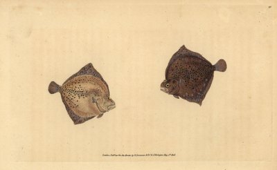 Turbot ، Scophthalmus maximus (Cyclops flounder ، Pleuronectes cyclops). لوح نحاسي ملون يدويًا رسمه ونقشه إدوارد دونوفان من كتابه "التاريخ الطبيعي للأسماك البريطانية" ، دونوفان وإف سي و ج. بواسطة إدوارد دونوفان